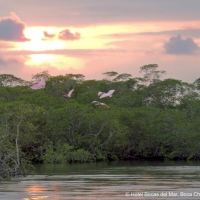 Sundown & Mangroves Boat Trip