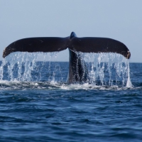 Wale-Beobachten