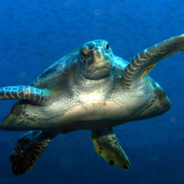 BOCAS DEL MAR HOTEL CATAMARAN